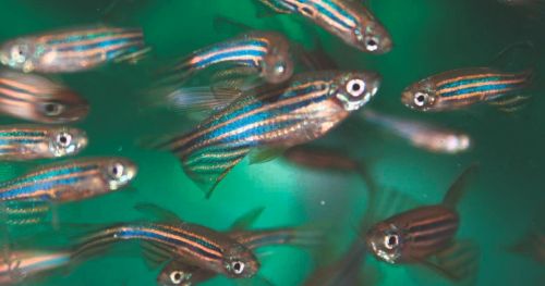 The search for robust fear inducing stimuli in zebrafish research