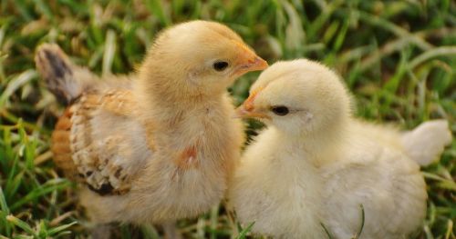 Fearful chicken: Fear affects stress, behavior patterns, and other individuals