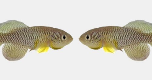 Fish live longer and are more active after eating “young poo”