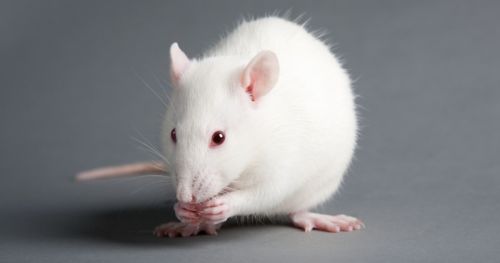 Using gait analysis to analyze Parkinson’s in rat model