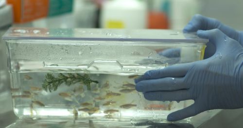 Zebrafish Research made easy: a dive into the Gerlai Lab