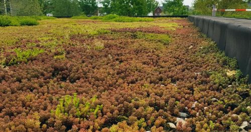 How we turned our office into a living lab with a green roof