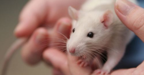 The impact of handling technique on rodent welfare and scientific accuracy