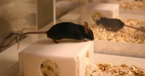 Non-invasive home cage testing of epilepsy in mice