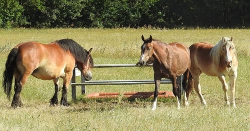 Horse training methods: The importance of behavioral analysis