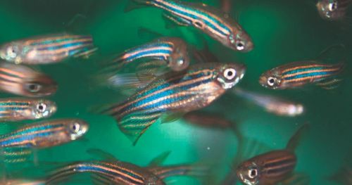 How to mark zebrafish without compromising their behavior