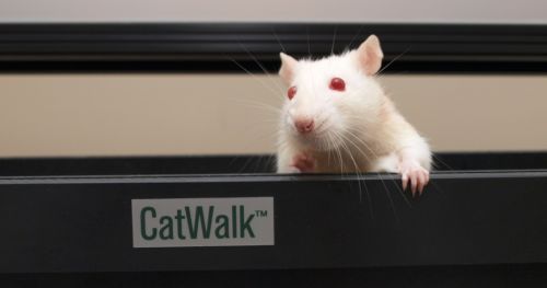 How to use CatWalk XT and Incapacitance Tester in non-clinical pain research