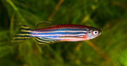 How young zebrafish cope with stress