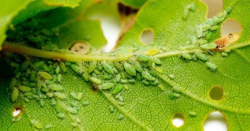 Screening plants for resistance to insect pests
