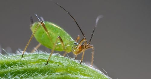 screening-insect-resistance-aphids