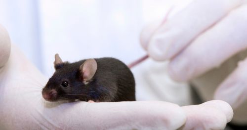 How an internal clock gene can alter innate behaviors in mice