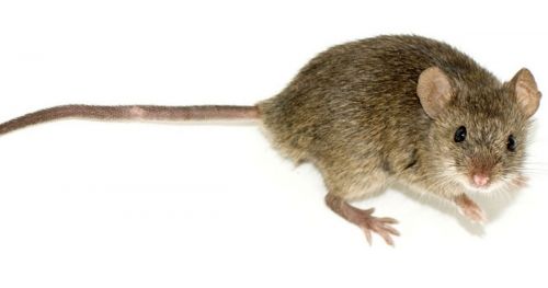 IR backlight in rodent behavioral testing