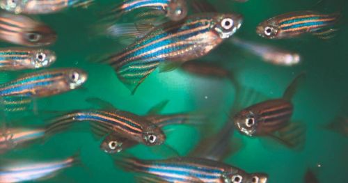 Isolated and stressed zebrafish as a model for major depression