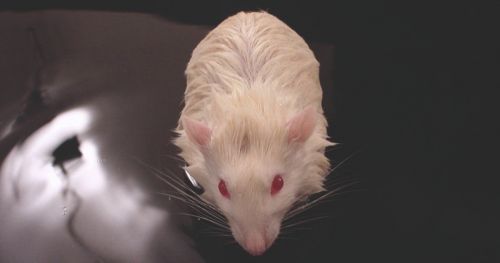 Mice with Alzheimer’s disease walk well but remember poorly