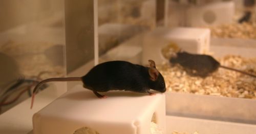 Mice in the spotlight: why you should perform your tests in a home cage