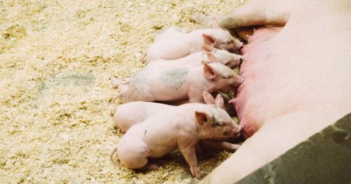 Mixing sows: aggression and stress of group housing on first-time sow mother