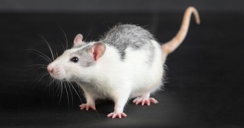 Walking the ladder: testing the cellular source of motor functioning in mice
