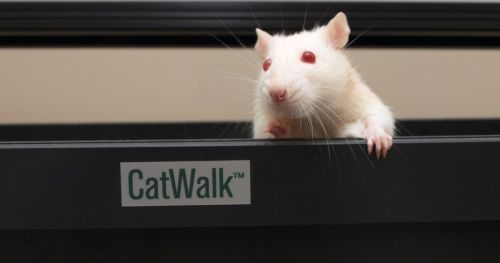 Assessing motor outcome in rats with peripheral nerve injury