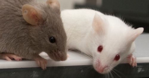 How to analyze different characteristics of olfaction in rodents