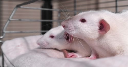 Taking opioids during pregnancy: short- and long-term consequences in rats