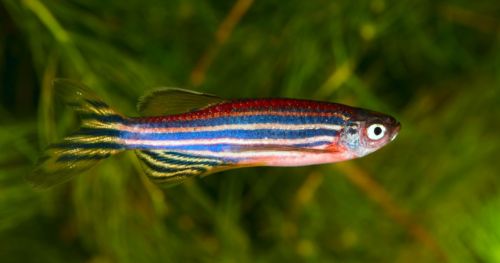 How optogenetics is used to study the stress response in zebrafish larvae