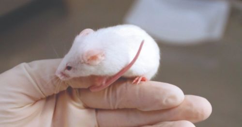 The effects of parasitic infections on learning and memory in mice