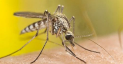 Does pesticide resistance make malaria mosquitoes “smarter”?