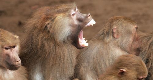 Primate behavior - cracking the nut, fur rubbing & mating behavior