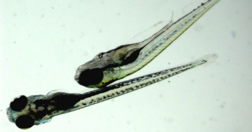robust-results-intra-individual-locomotor-patterns-zebrafish-larvae