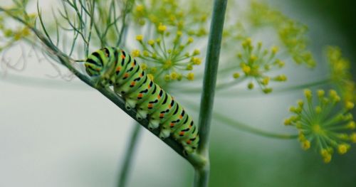 Caterpillars speed up seed production in plants