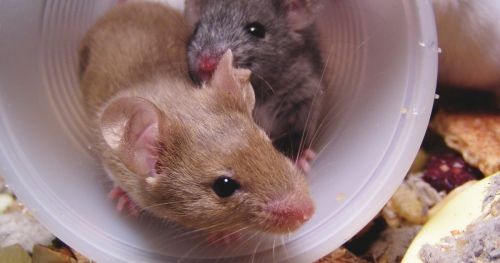 Serotonin and social skills: how adult mice differ from juveniles
