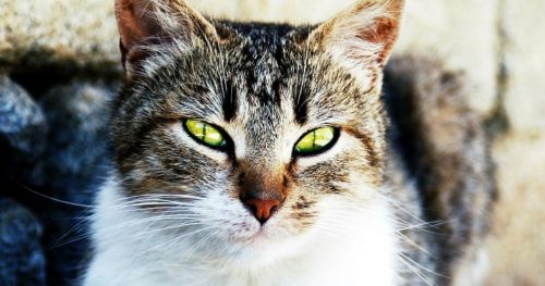 Picky cats and tasty food – sniffing is an indicator for tastiness