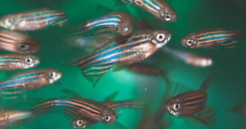 Sex preference and other social aspects of zebrafish behavior