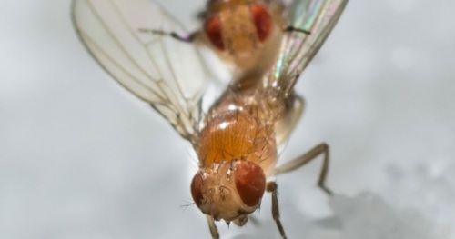 The power of rejection (in fruit flies)