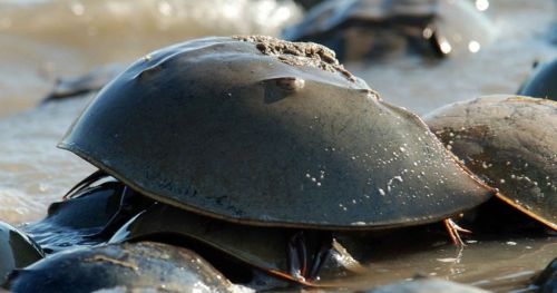 Ticking clocks – tides and activity peaks in American horseshoe crabs