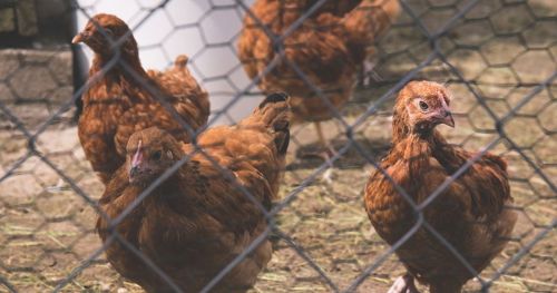 Tracking chickens: A promising approach for identifying feather-peckers