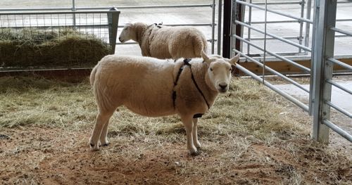 Livestock Research: Tracking sheep to learn their behavior