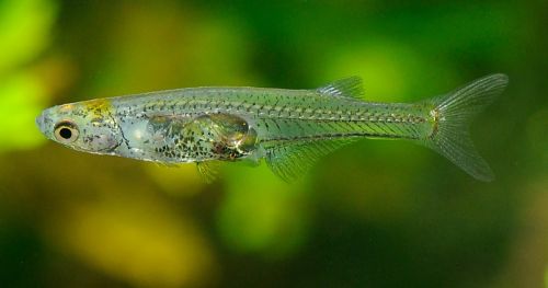 Tracking tiny transparent fish with EthoVision XT