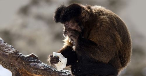 Unraveling primate behavior, why do monkeys rub their fur?