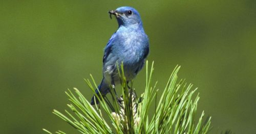 Video tracking makes bird watching much easier