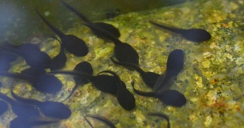 Tracking tadpoles – why video tracking is important in ecotoxicology