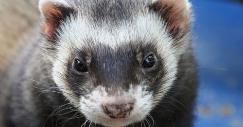 Video-tracking the effect of influenza infection on ferrets