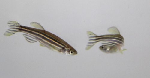 Zebrafish attracted to superfish: video tracking sex differences in shoaling