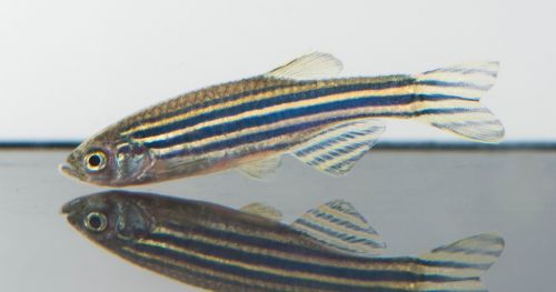 Knockout of Down syndrome gene in zebrafish leads to autistic-like behaviors