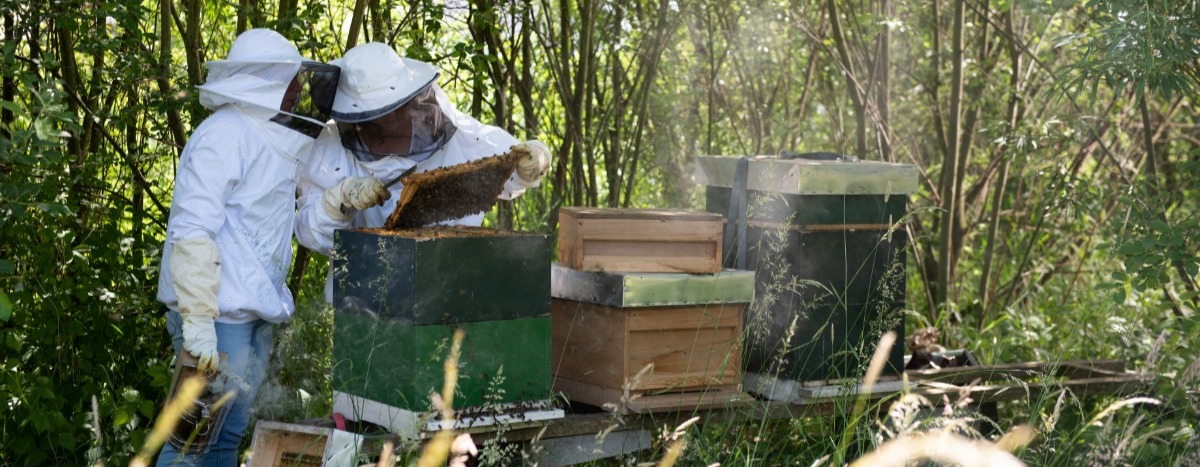 Monitoring our bees: why and how