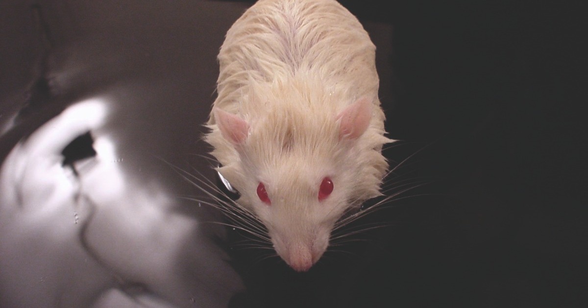 Cognition & Memory - Rodent studies | Noldus