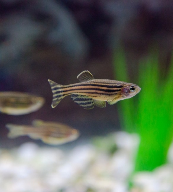 Tools for Learning and memory tests in zebrafish