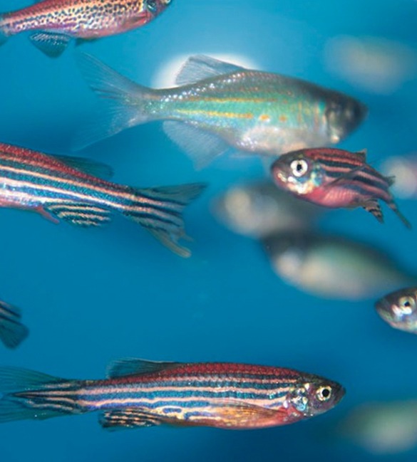 Tools for Zebrafish video tracking