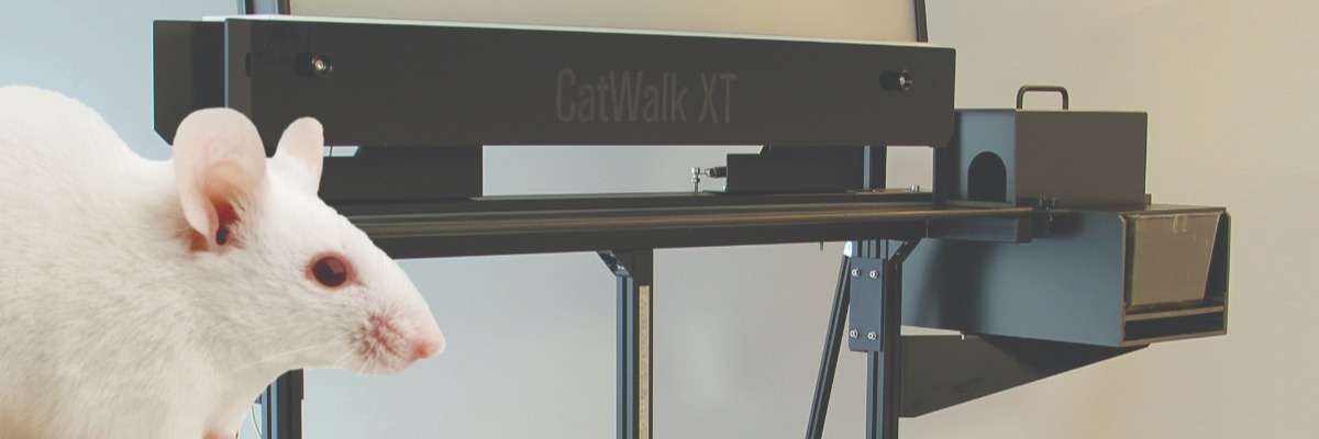 3 ways to use rodent gait analysis in CatWalk XT