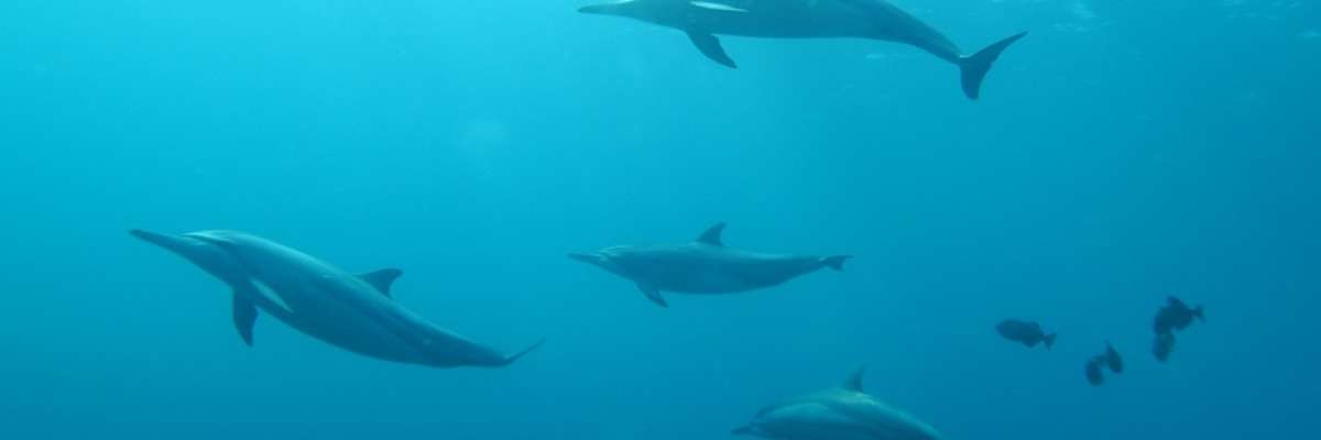 Using the Observer XT to measure aggressive behavior in Dolphins